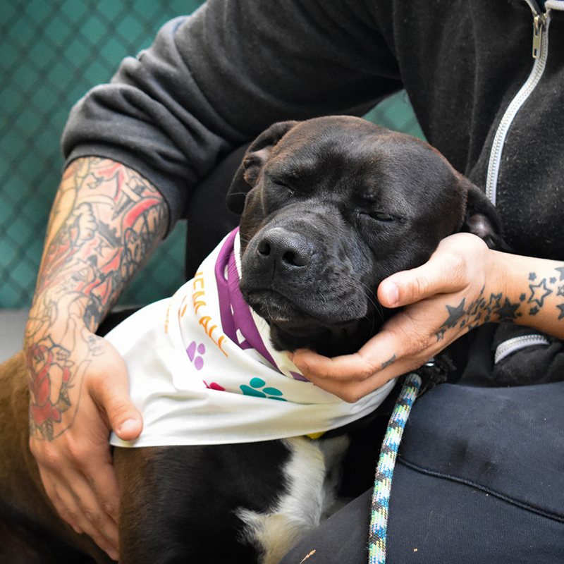 Asheville Humane Society