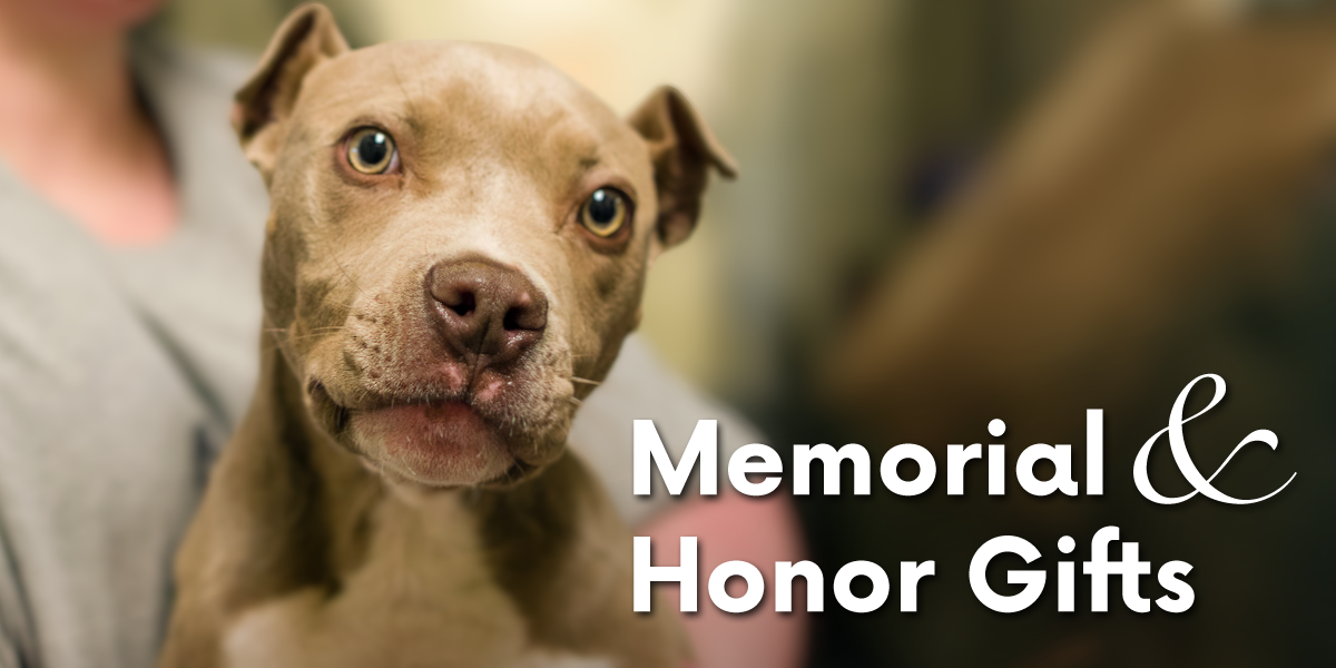 Memorial &amp; Honor Gifts